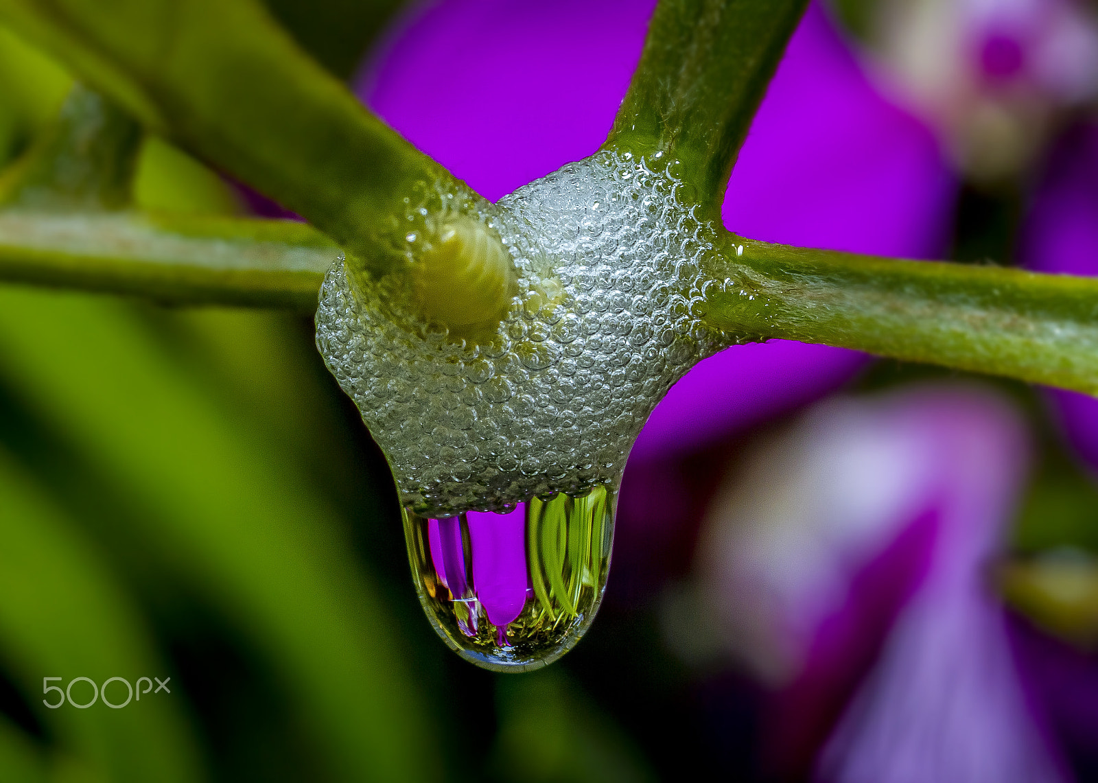 Canon MP-E 65mm F2.5 1-5x Macro Photo sample photo. Spittle bug photography