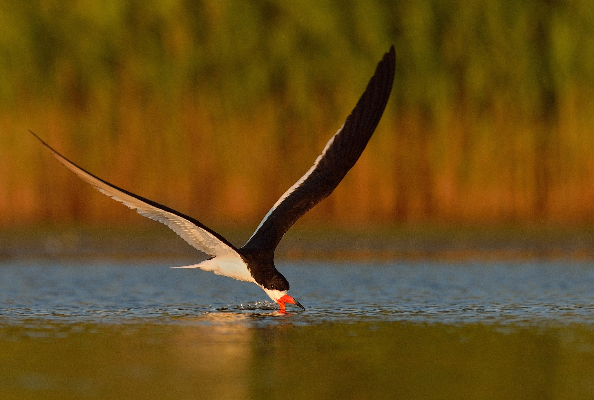 Nikon D4 sample photo. Black skimmer photography