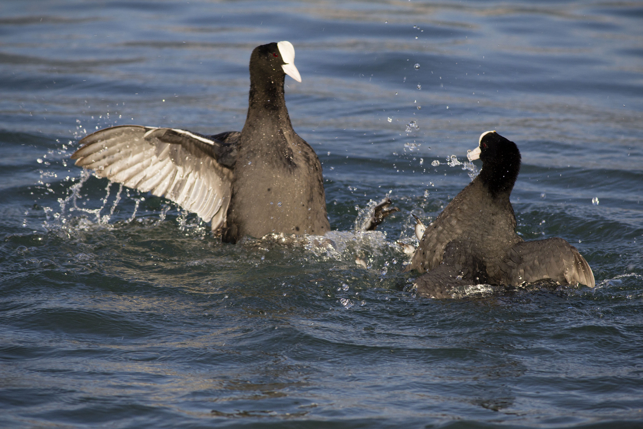 Canon EOS 60D + Canon EF 400mm F5.6L USM sample photo. Fighting coots photography