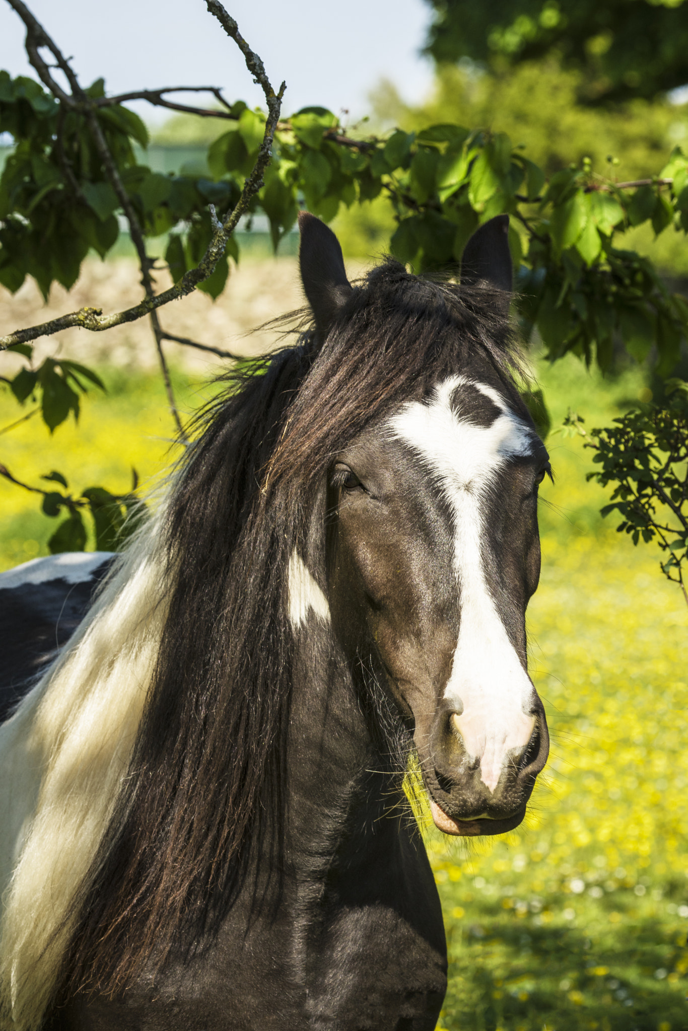 Nikon D810 + Nikon AF Micro-Nikkor 200mm F4D ED-IF sample photo. A kirkbean horse photography