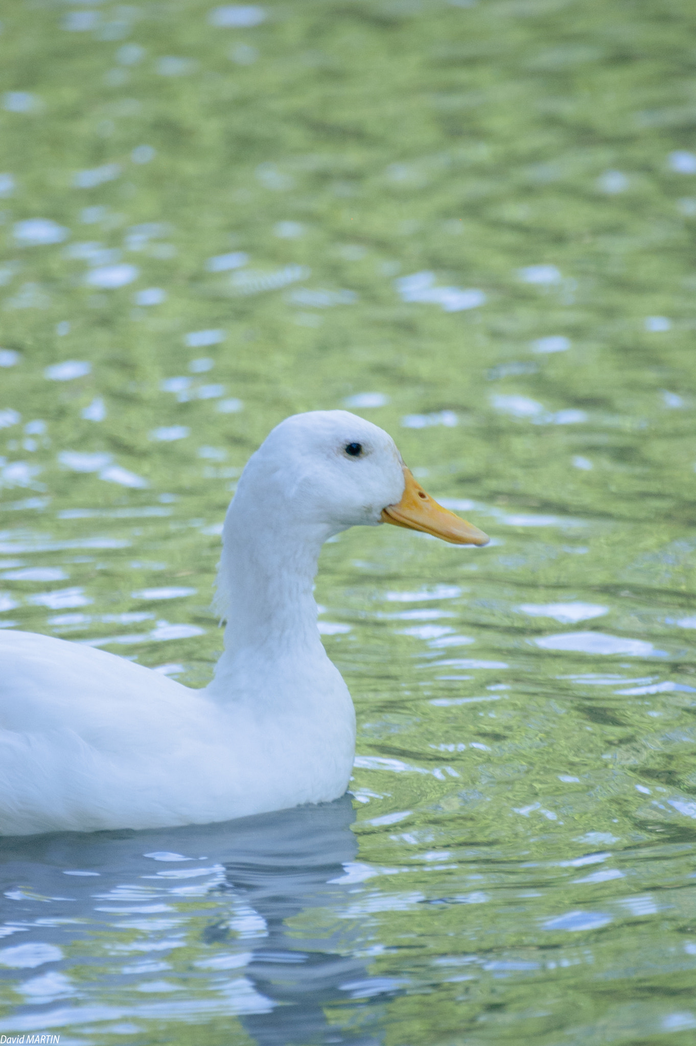 Nikon D50 sample photo. White duck photography