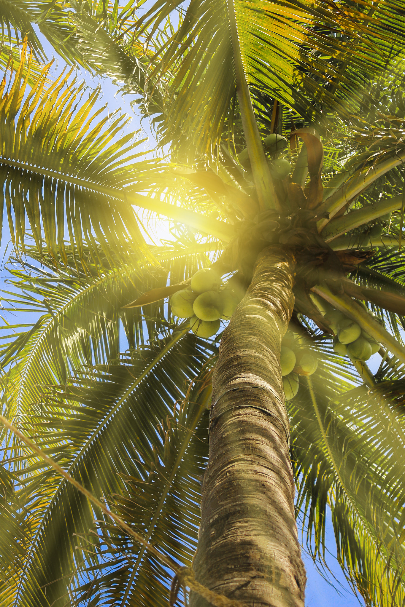 Canon EF 35-135mm f/4-5.6 USM sample photo. Tropical photography