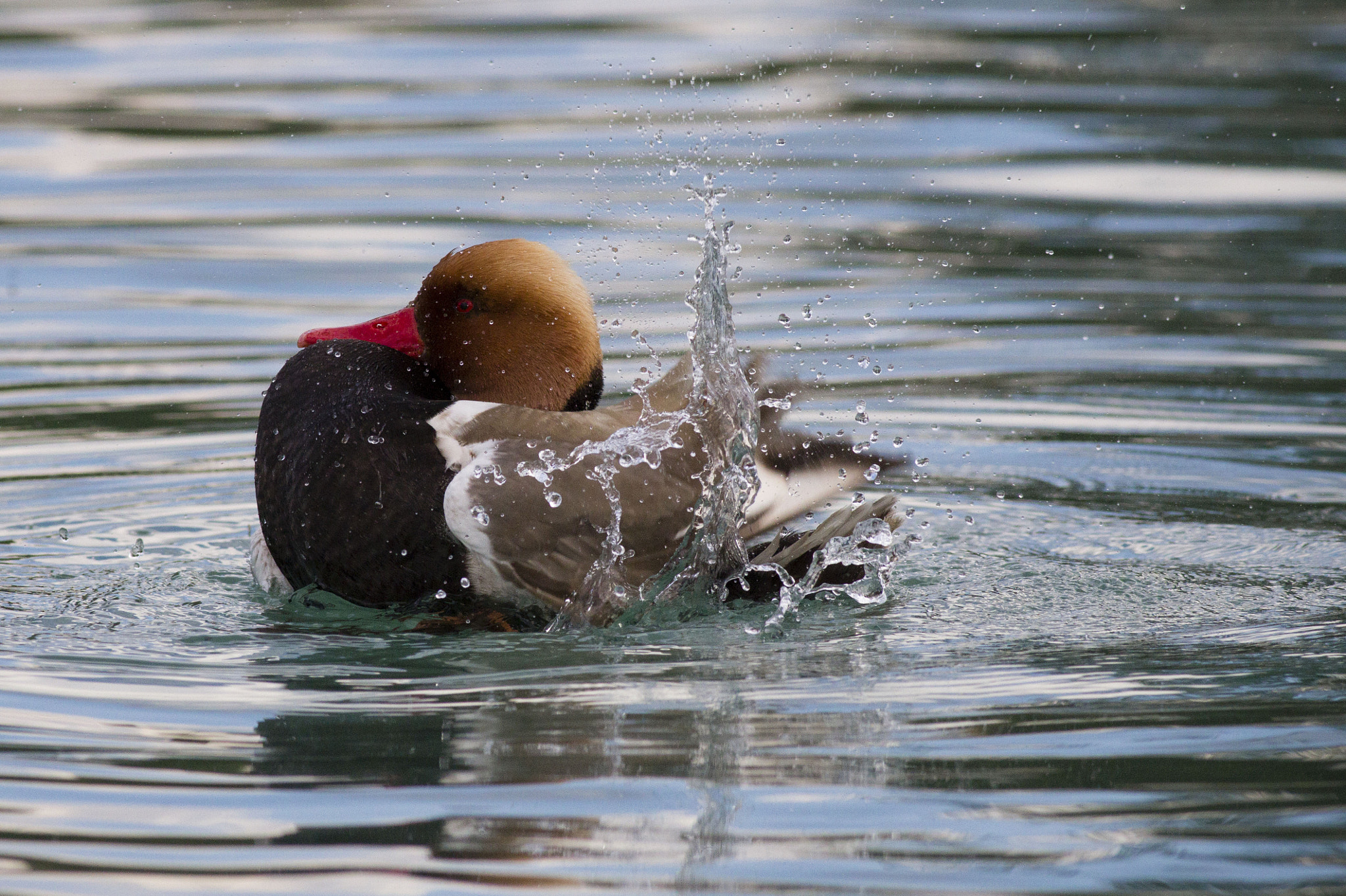 Canon EOS 60D + Canon EF 400mm F5.6L USM sample photo. Red-crested pochard photography