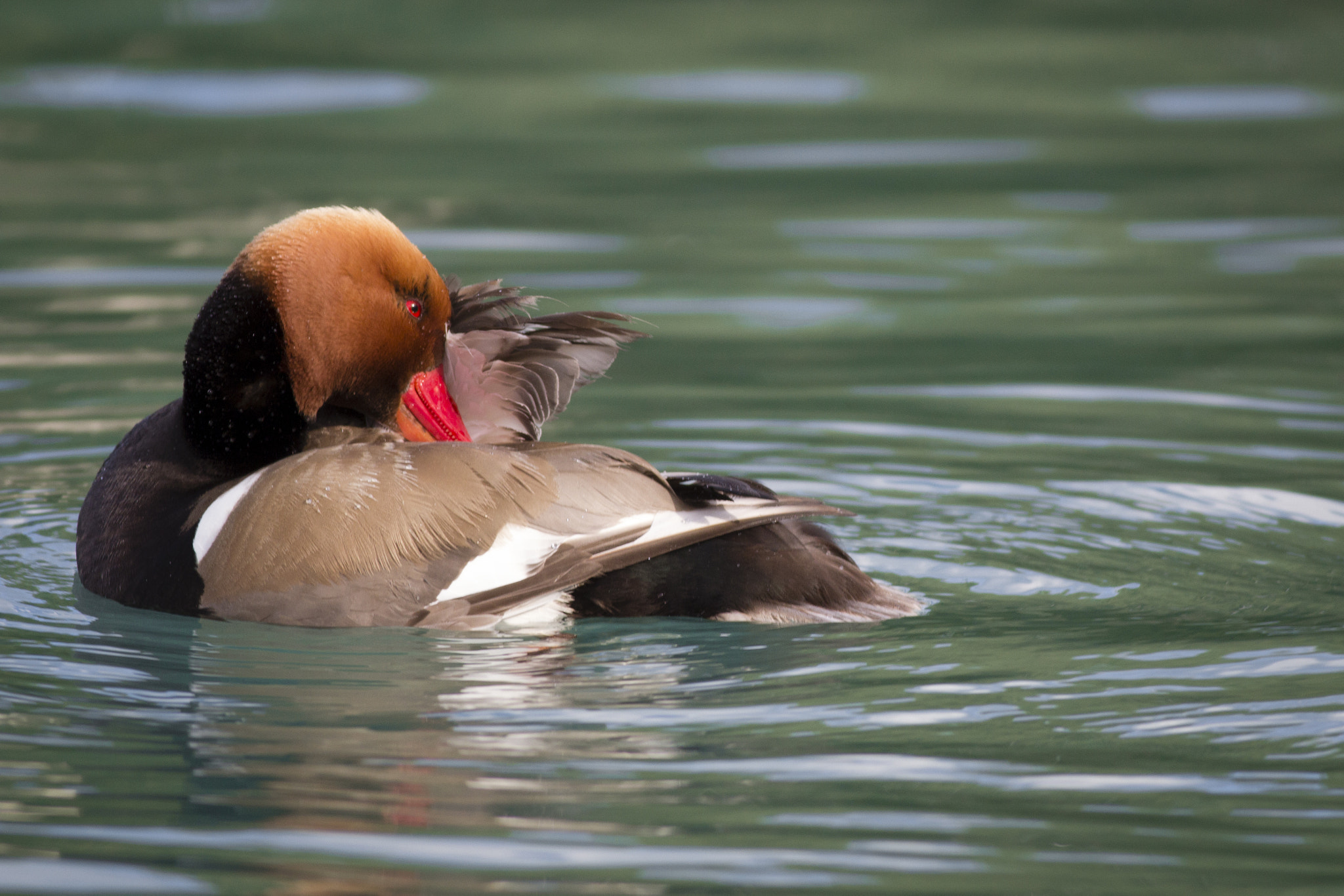 Canon EOS 60D + Canon EF 400mm F5.6L USM sample photo. Narcissist red-crested pochard photography