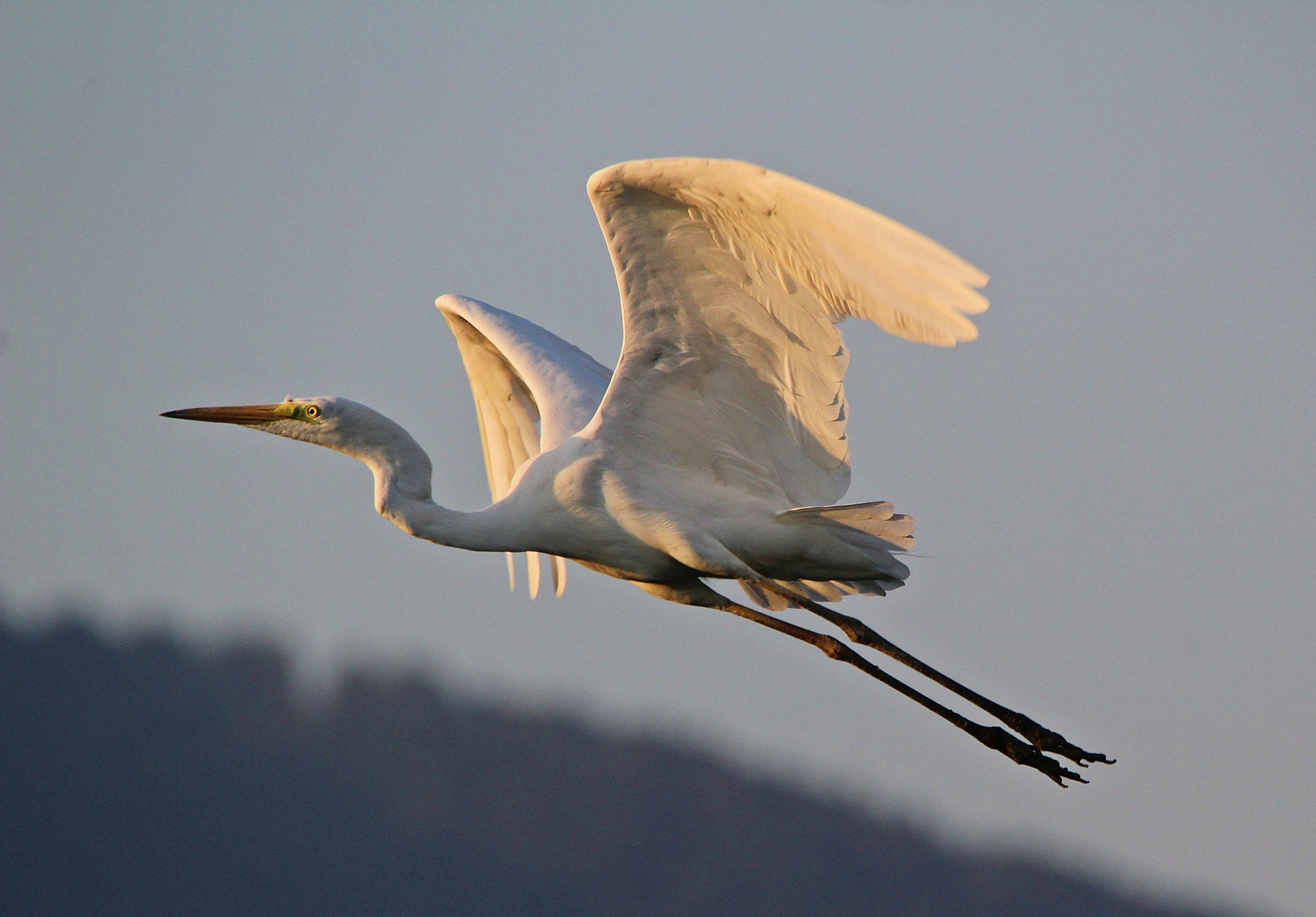Sigma 150-500mm F5-6.3 DG OS HSM sample photo. Great egret, airone bianco maggiore photography
