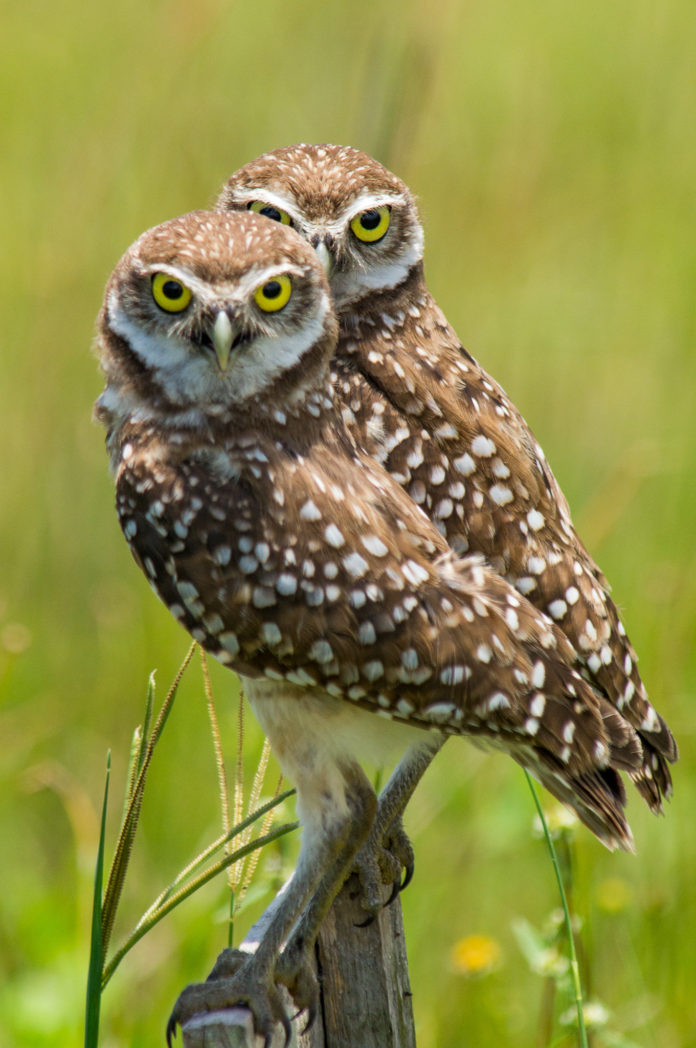 Sony SLT-A57 sample photo. Burrowing owl pair photography