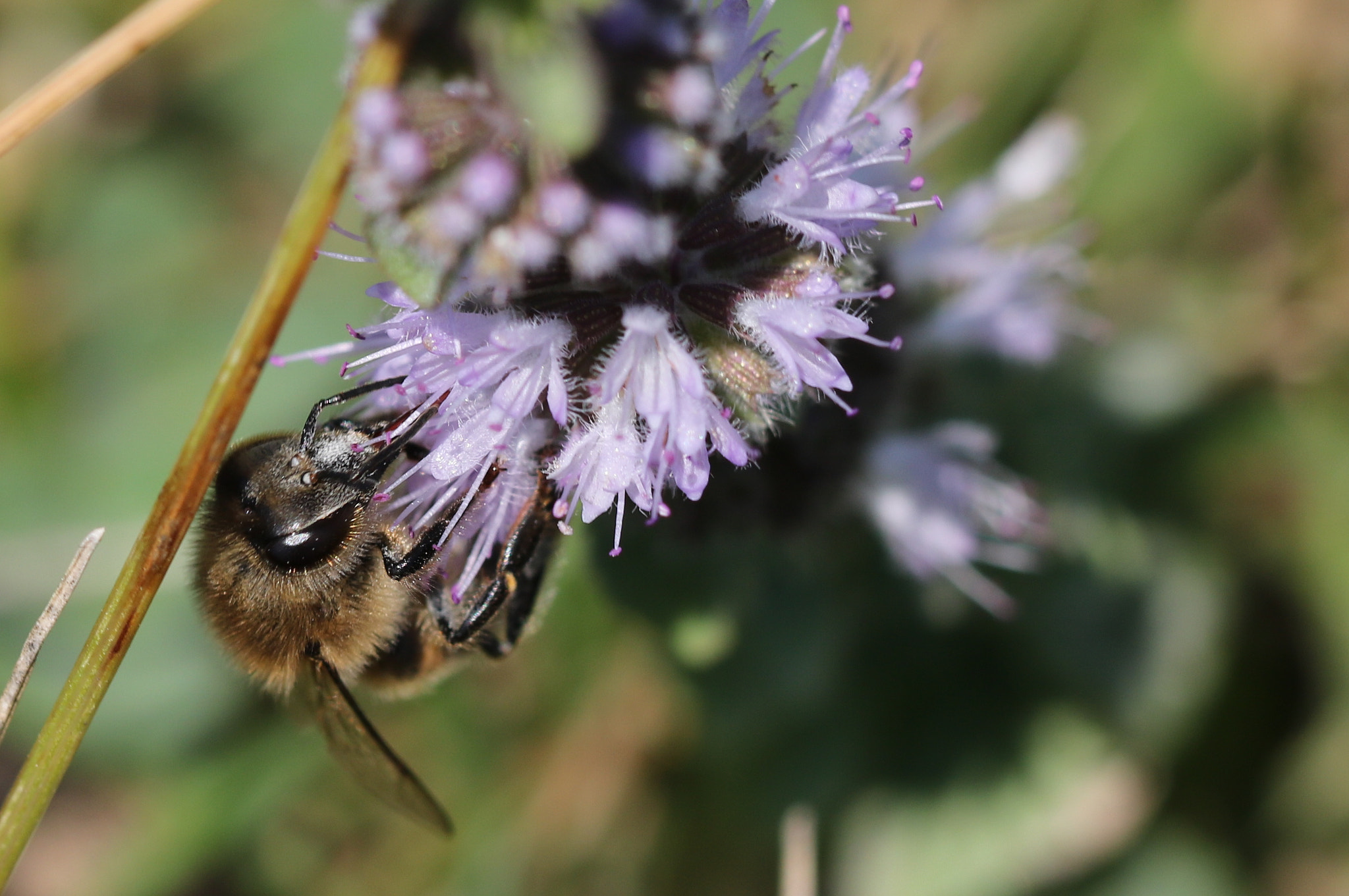 Canon EOS 760D (EOS Rebel T6s / EOS 8000D) + Canon EF 100mm F2.8L Macro IS USM sample photo. Bee photography