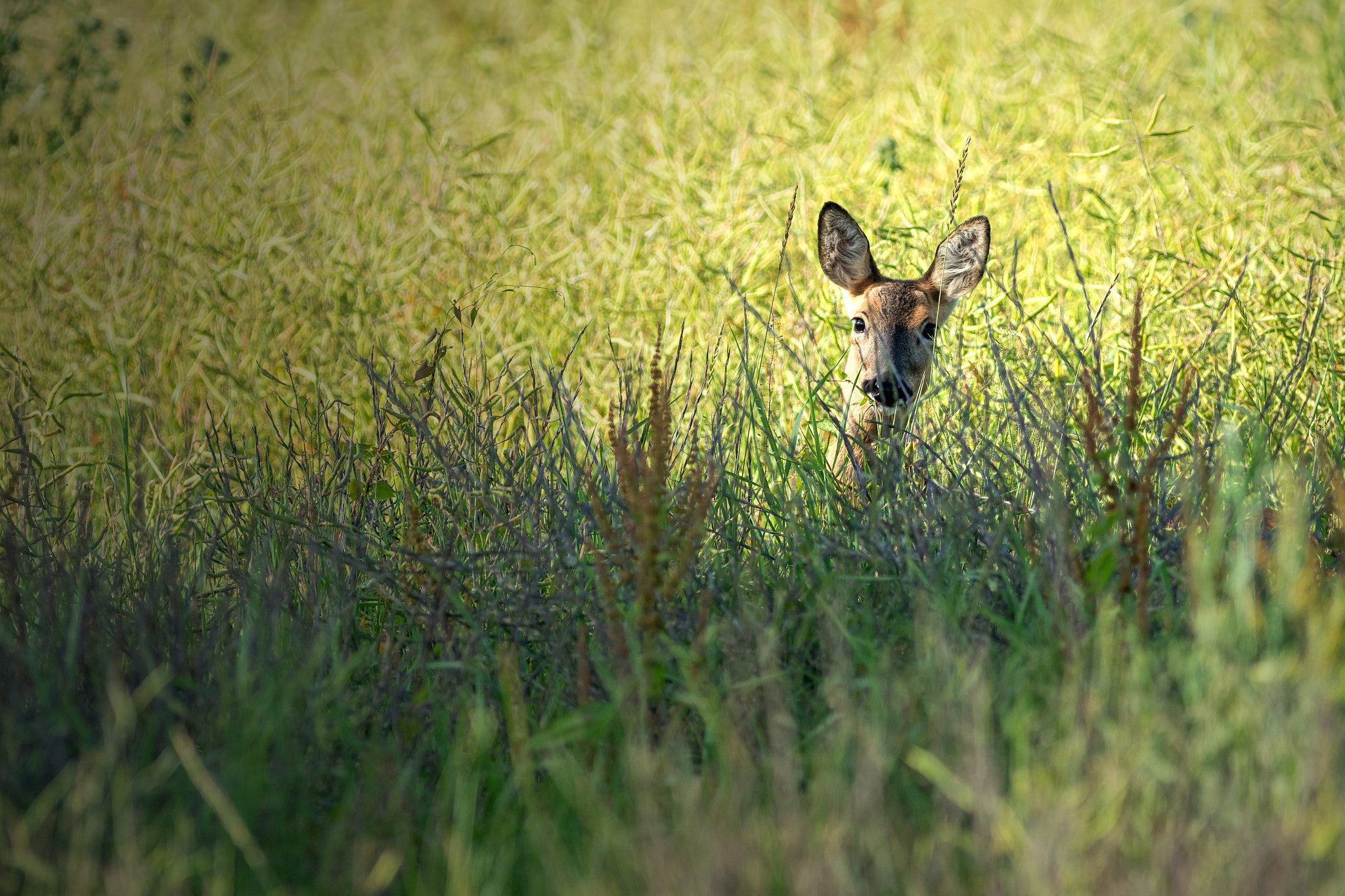 Sony a7R II + Canon EF 400mm F5.6L USM sample photo. Peekaboo photography
