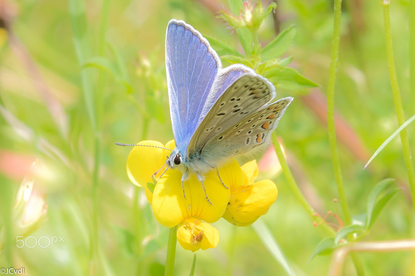 Canon EOS 7D Mark II + Canon EF-S 18-55mm F3.5-5.6 IS STM sample photo. Common blue photography