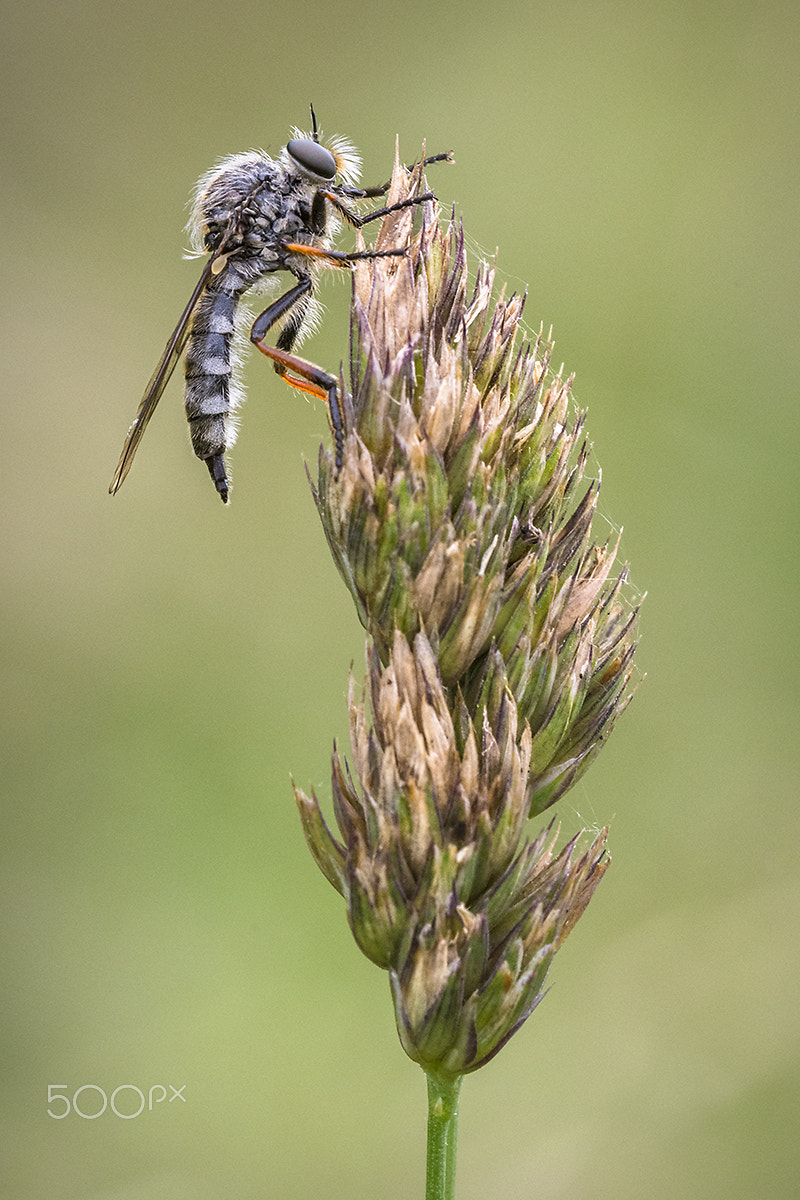 Sigma 150mm F2.8 EX DG OS Macro HSM sample photo. Robber fly photography