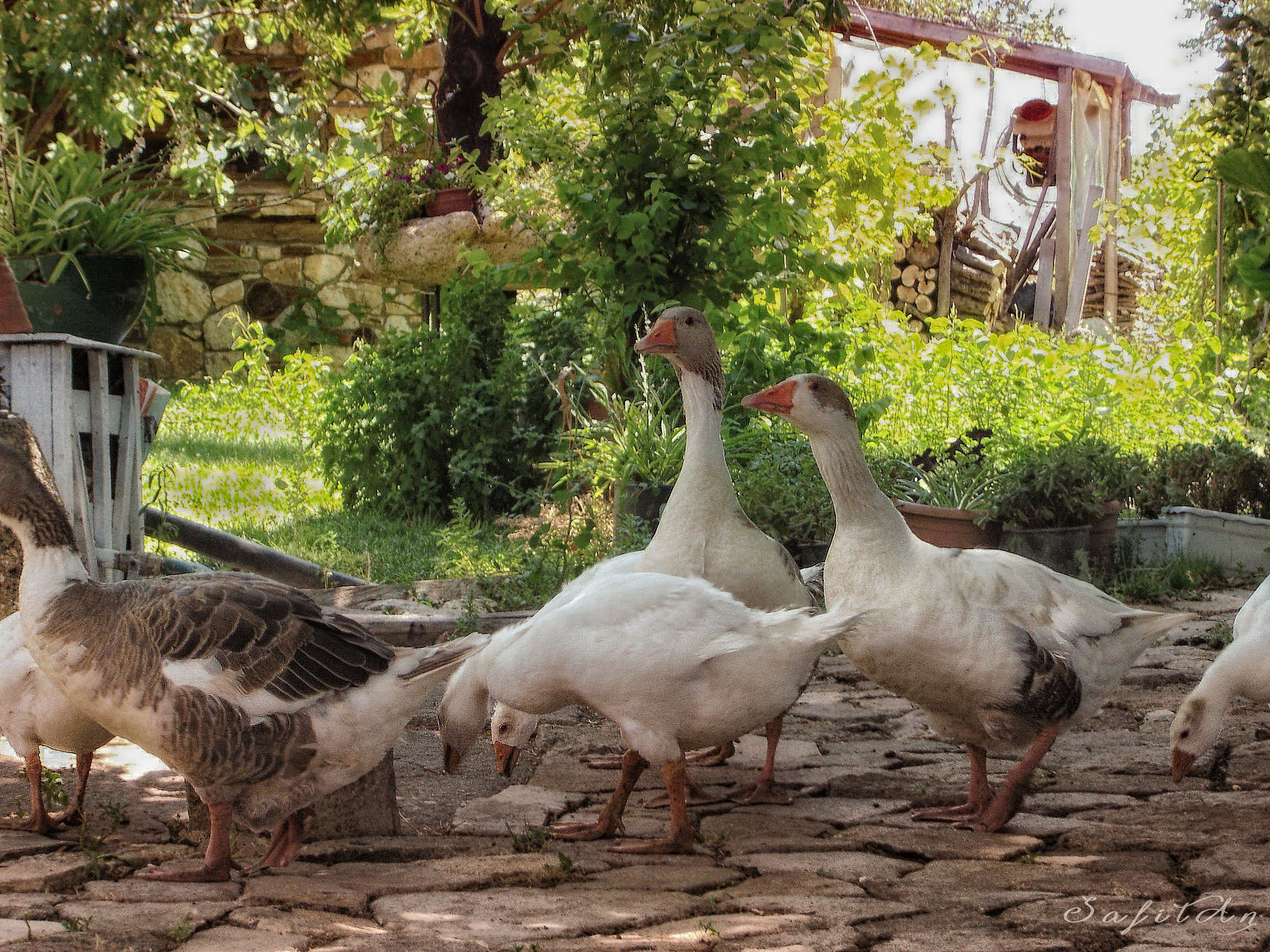 Sony DSC-P73 sample photo. Goose family photography