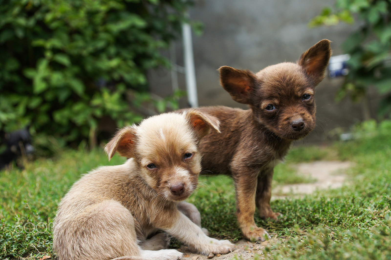 Sony Alpha DSLR-A580 + Sony DT 16-50mm F2.8 SSM sample photo. Little puppies photography
