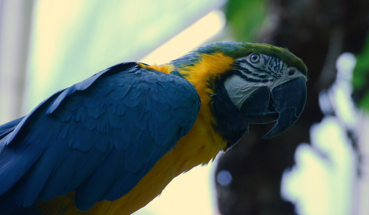 Nikon D7000 + Nikon AF-S DX Nikkor 18-200mm F3.5-5.6G IF-ED VR sample photo. Blue and gold macaw photography
