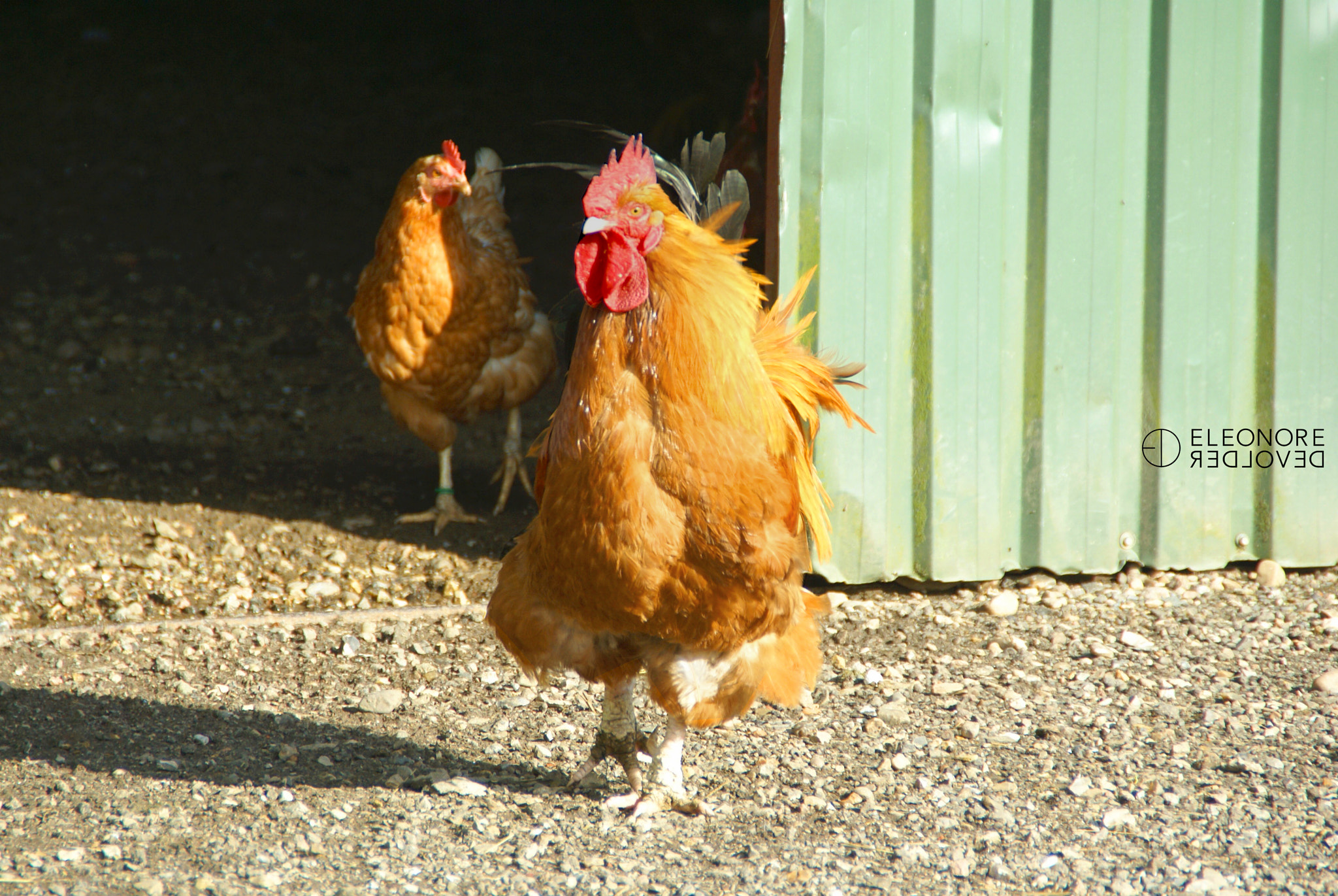 Sony Alpha DSLR-A100 sample photo. Chickies photography