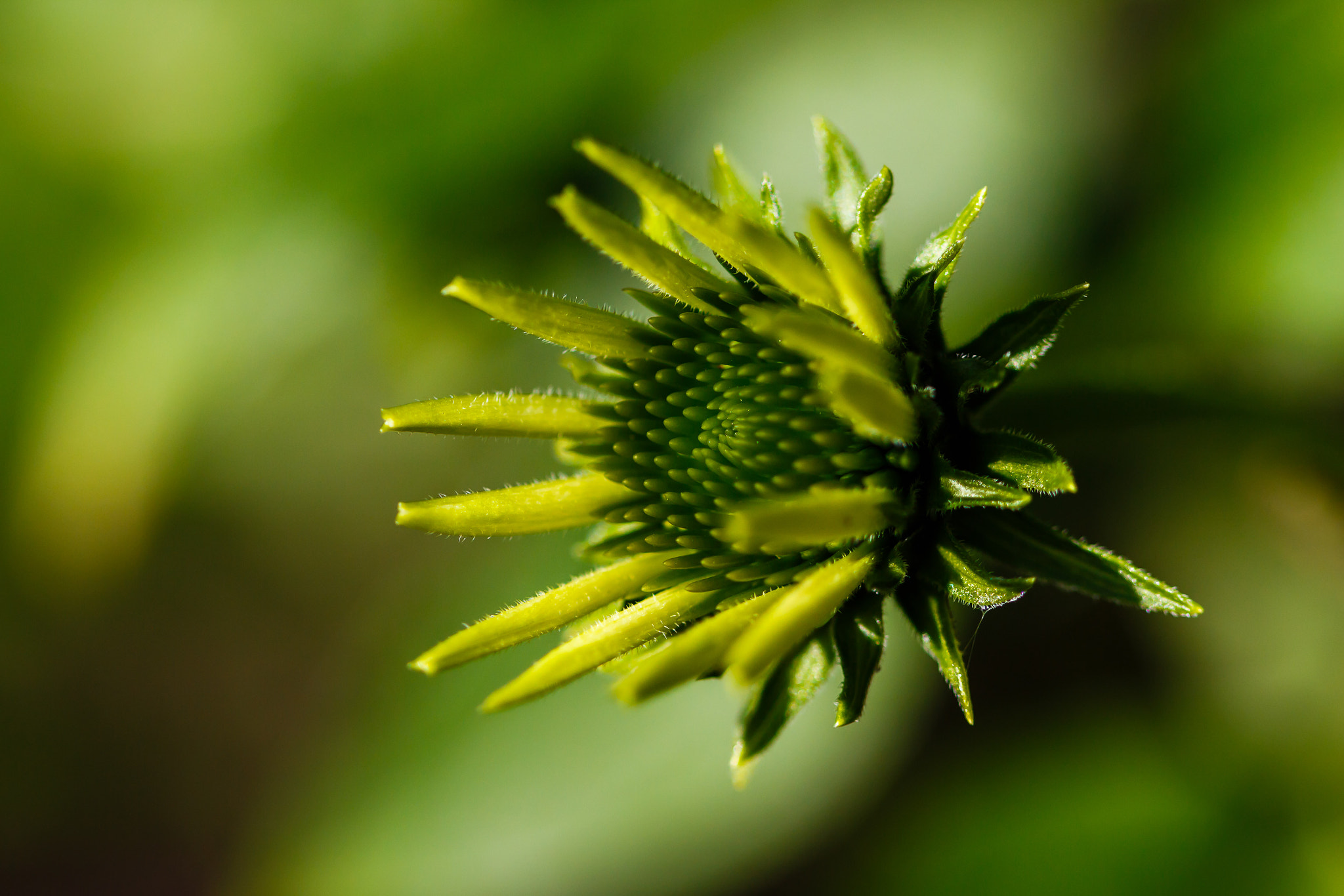 Canon EF 100mm F2.8 Macro USM sample photo. Green... photography