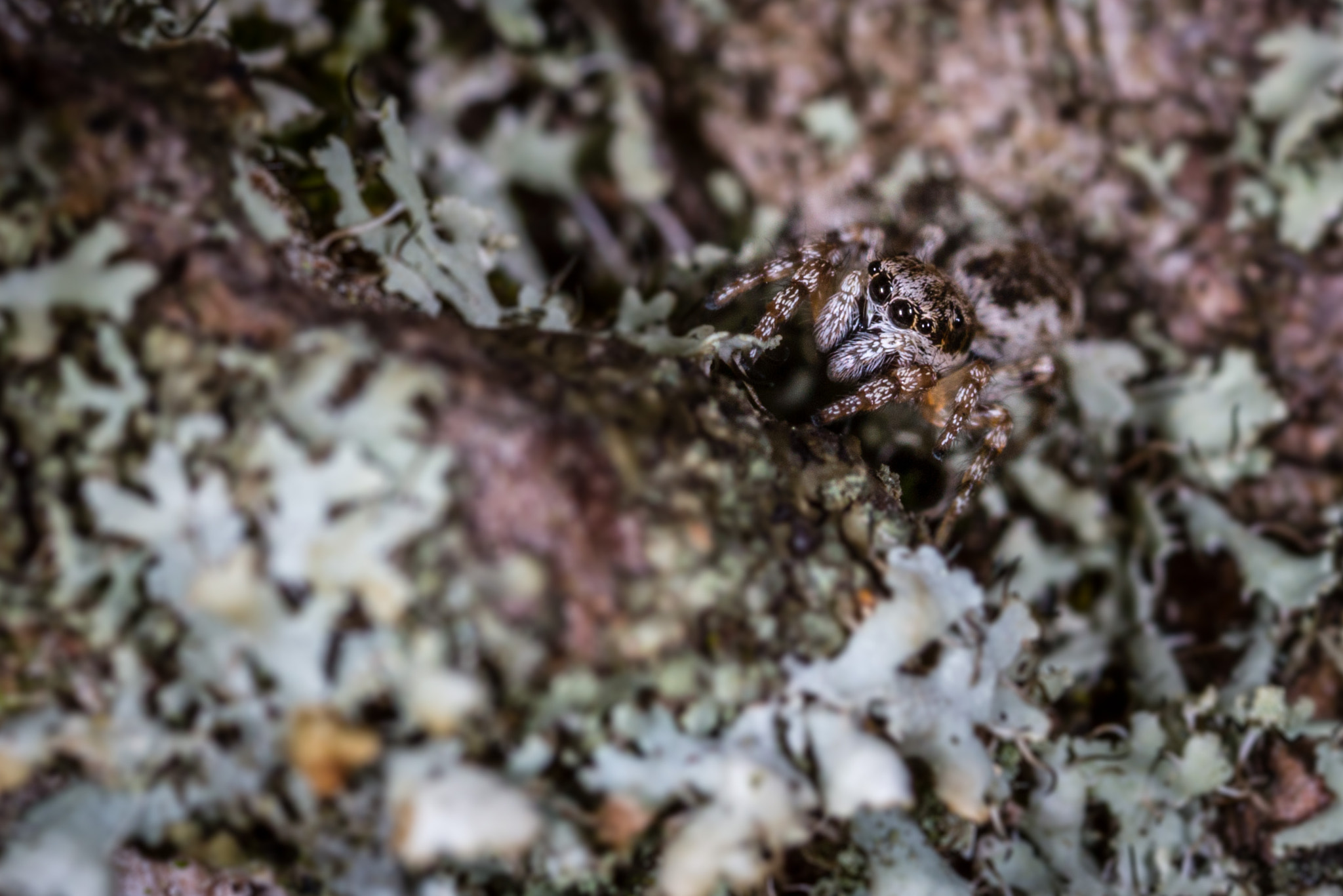 Canon MP-E 65mm F2.5 1-5x Macro Photo sample photo. Jumper spider photography
