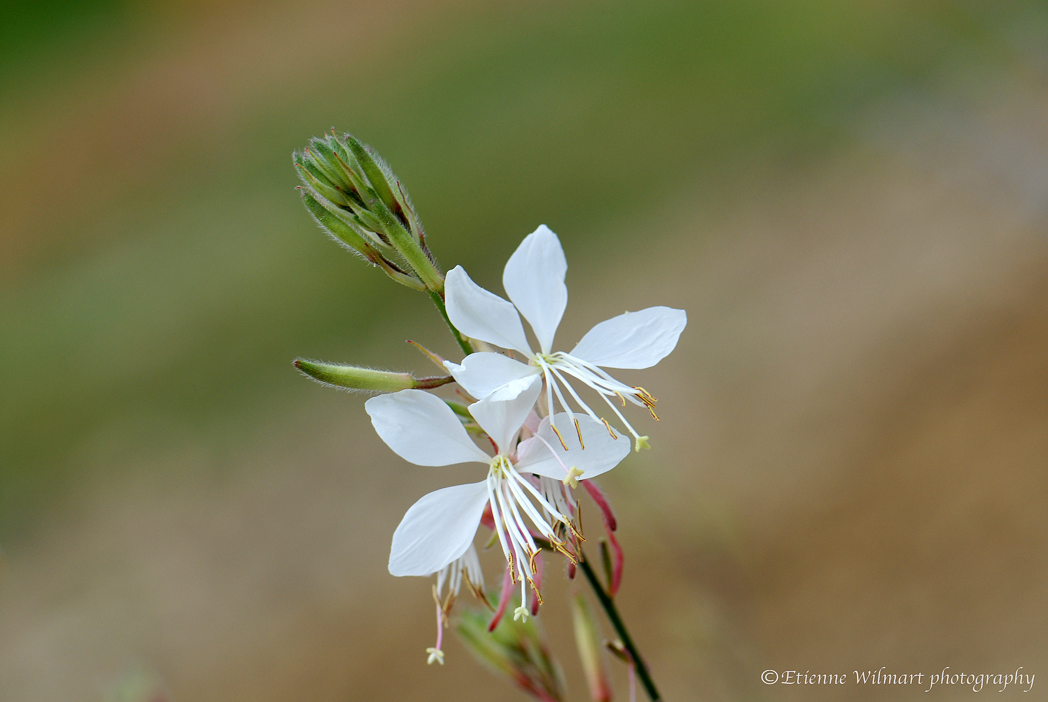 Nikon D200 sample photo. Flower photography