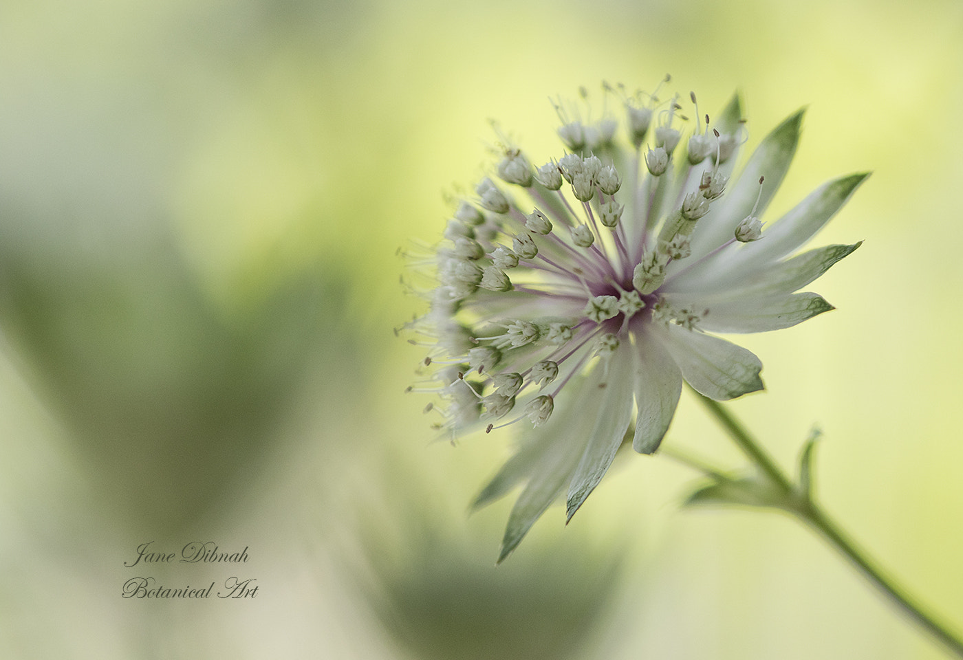 Canon EF 180mm F3.5L Macro USM sample photo. Astrantia photography