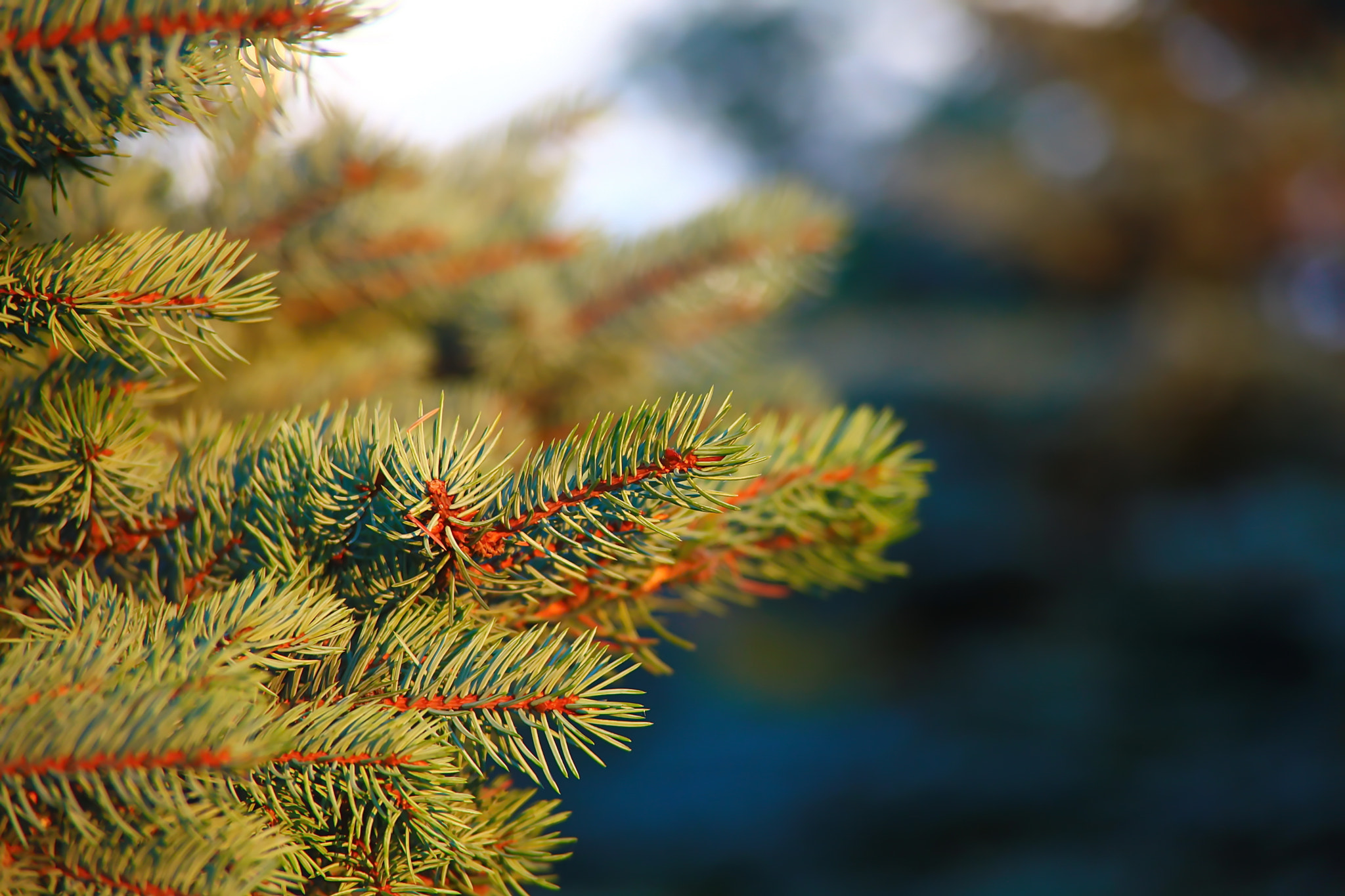 Canon EF 28-200mm F3.5-5.6 USM sample photo. Веточка photography