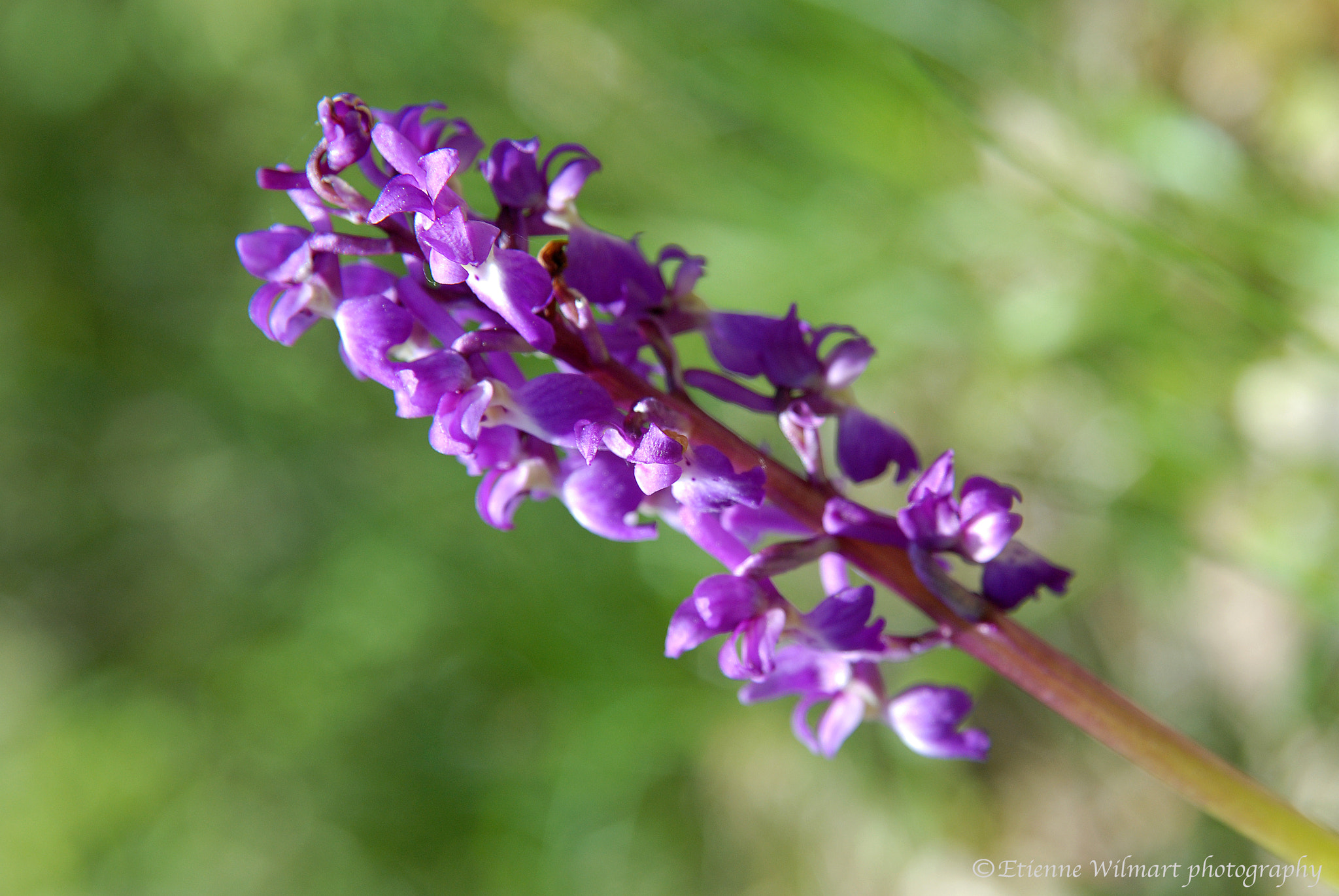 Nikon AF Nikkor 24-85mm F2.8-4D IF sample photo