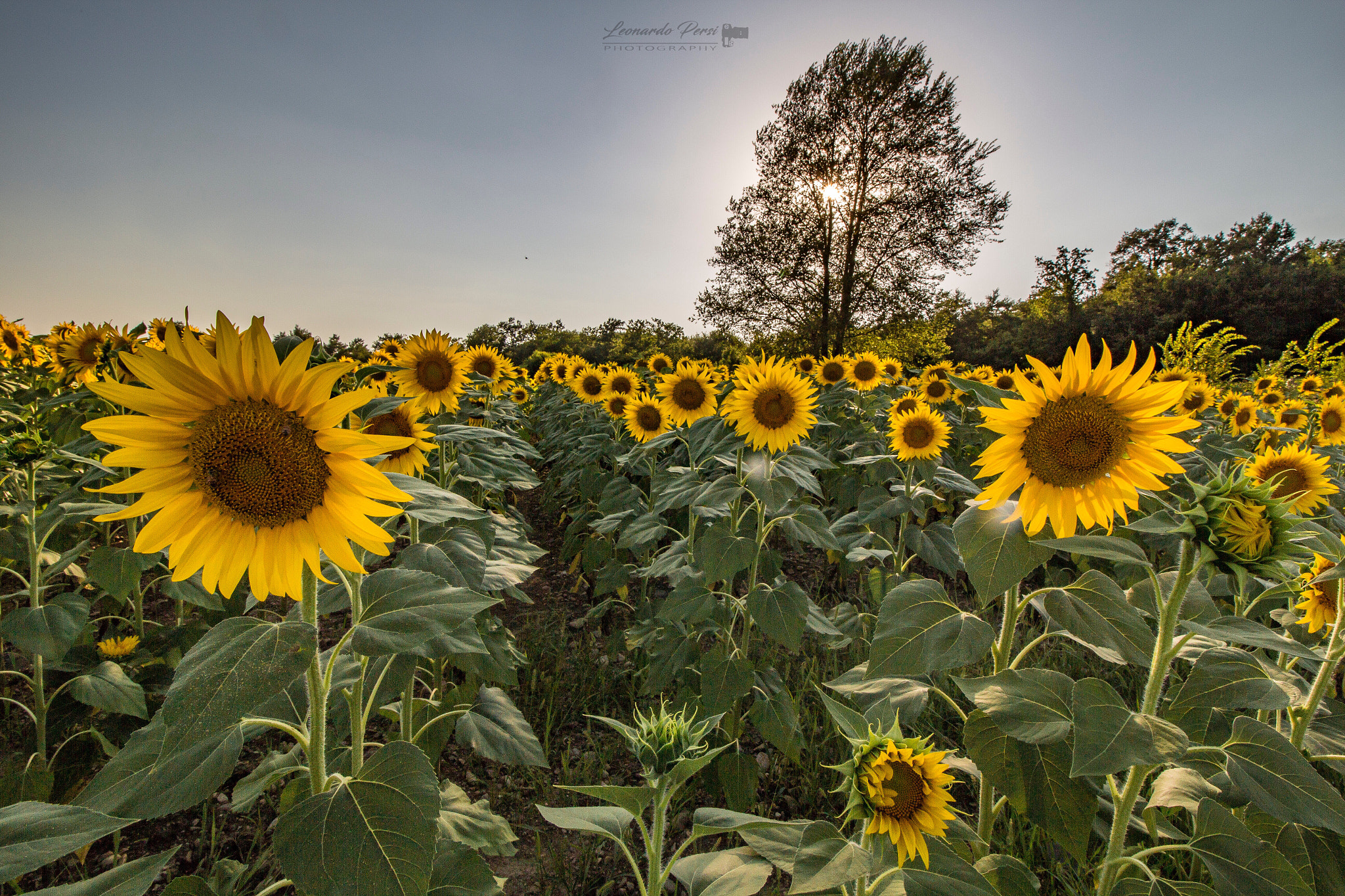 Canon EOS M + Canon EF-S 10-18mm F4.5–5.6 IS STM sample photo. Girasoli... photography