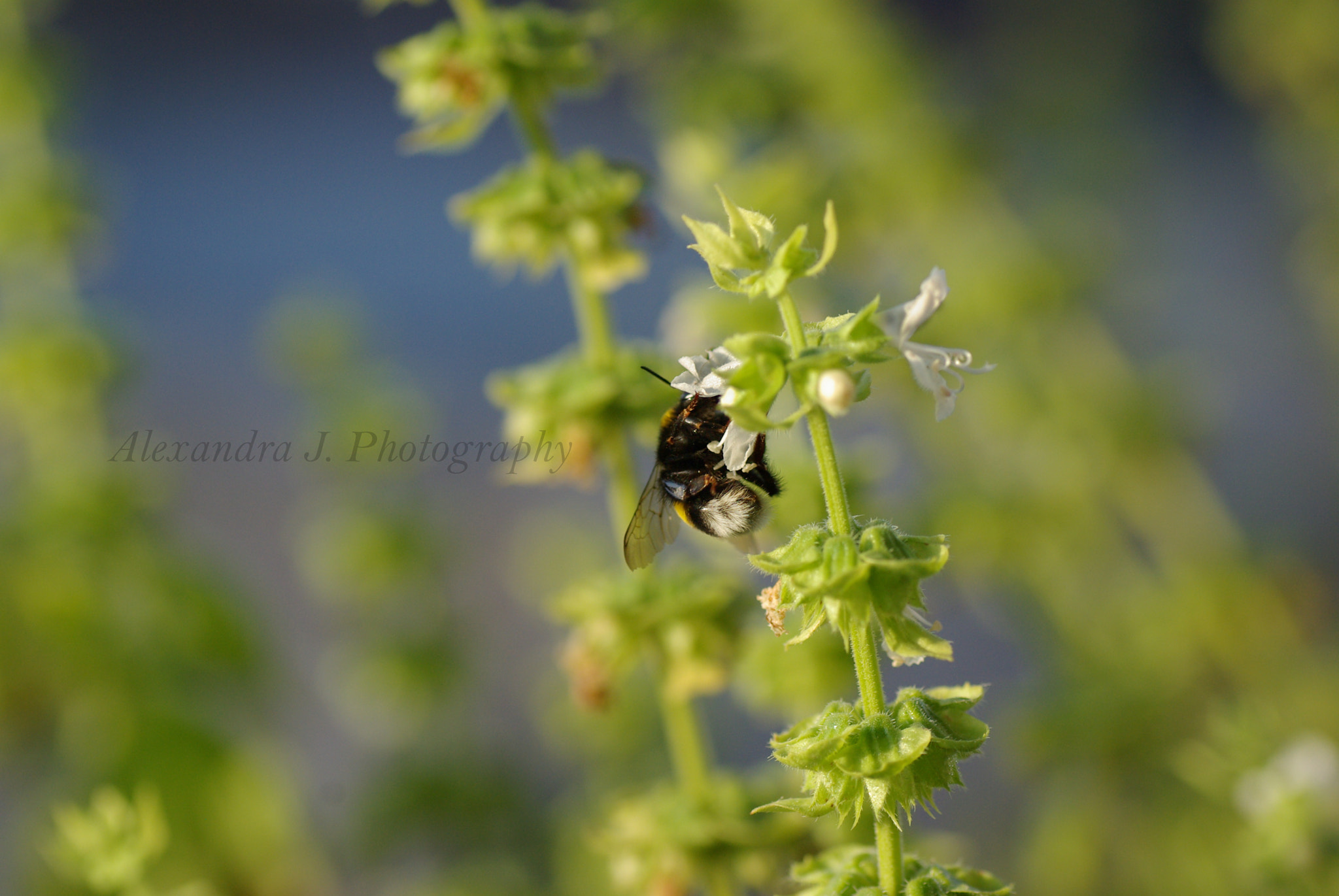 Pentax K10D + Tamron SP AF 90mm F2.8 Di Macro sample photo. Bumble-bee photography