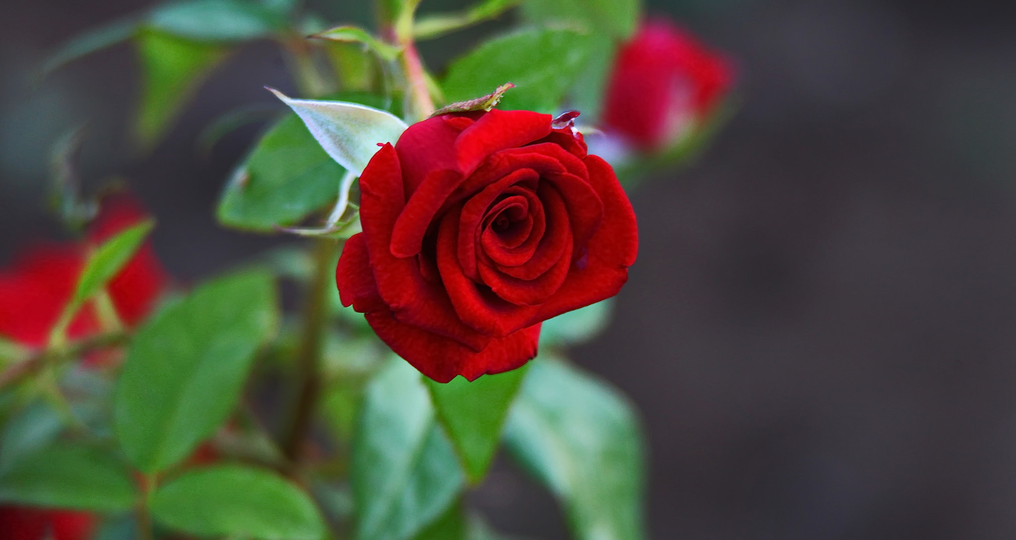 Canon EF 28-200mm F3.5-5.6 USM sample photo. Бутон Розы photography