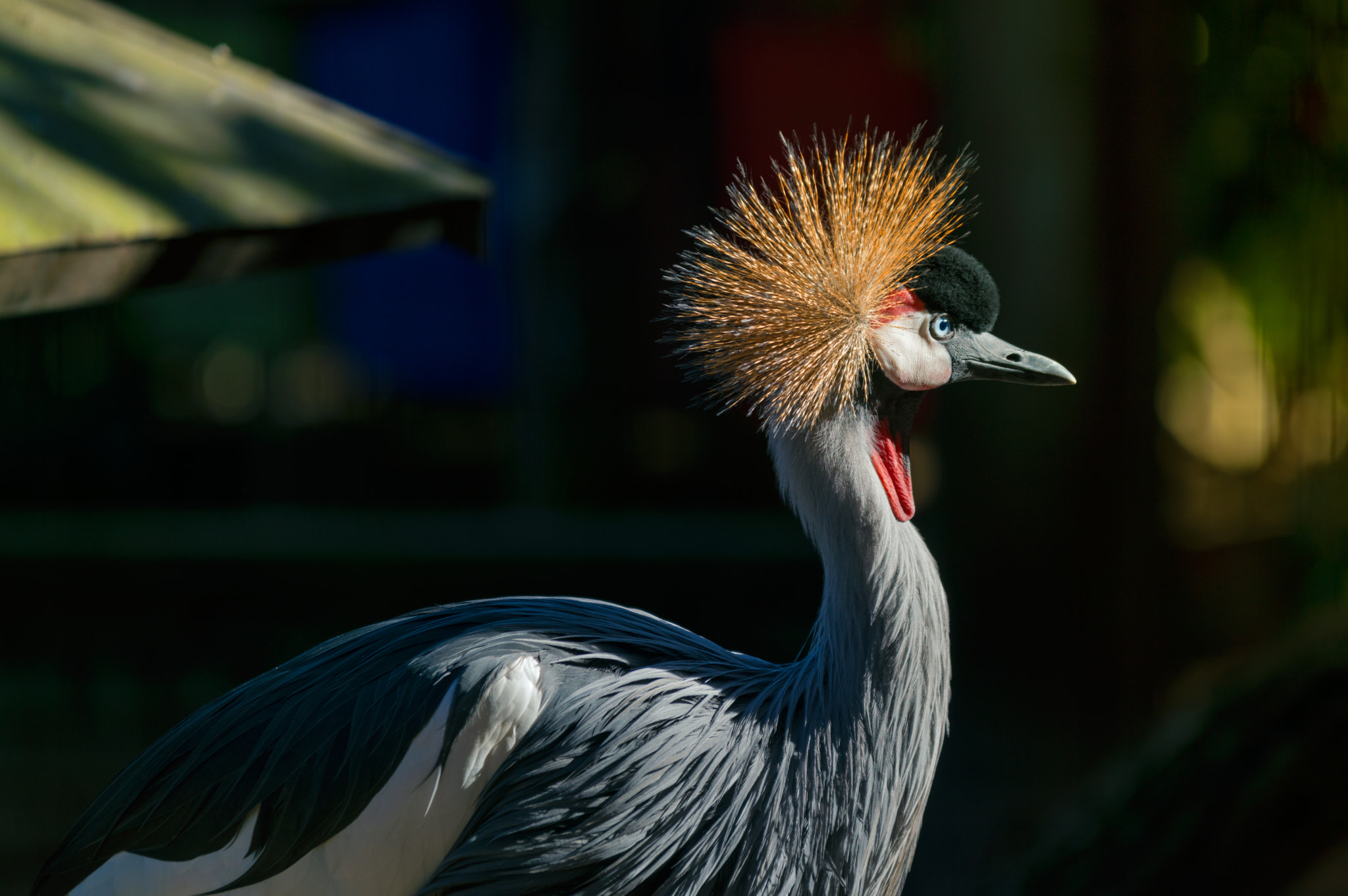 Sigma 70-200mm F2.8 EX DG OS HSM sample photo. Showing his beauty photography