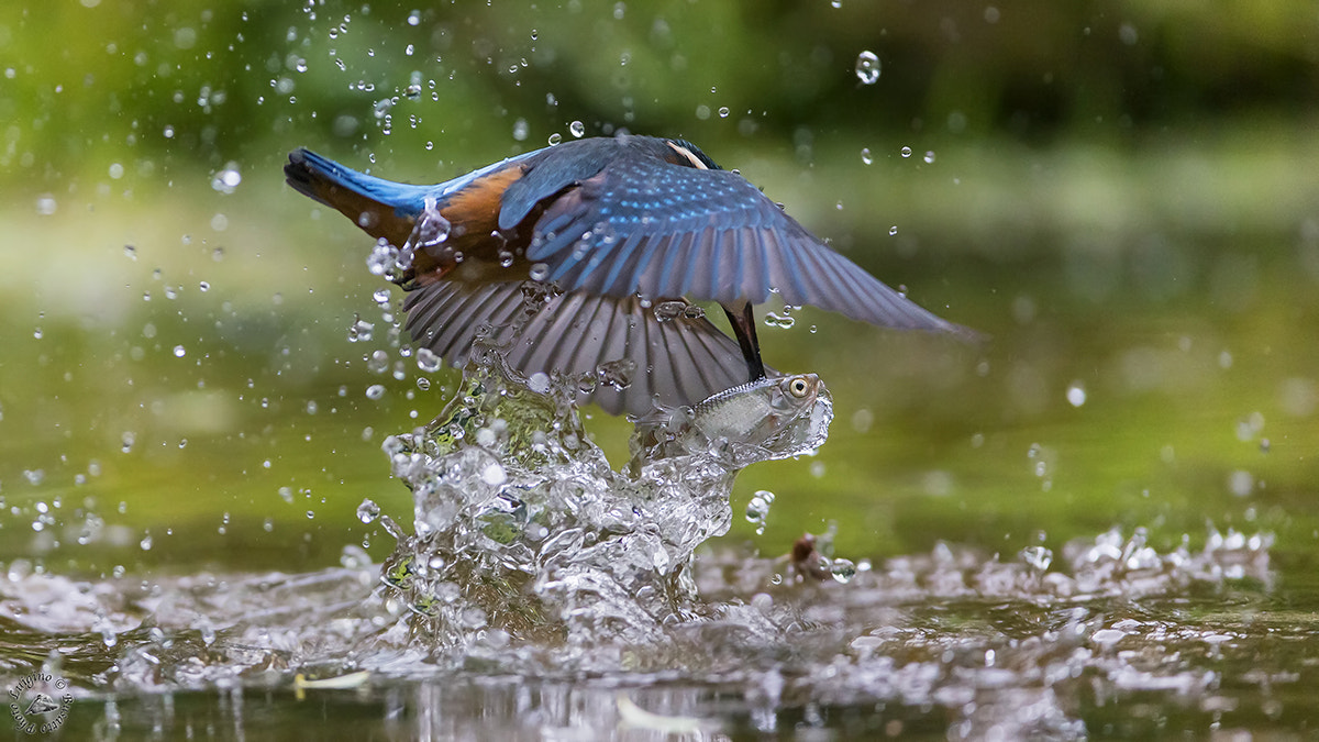 Canon EOS-1D X + Canon EF 600mm f/4L IS sample photo. Martin pescatore oasi gaggio copia photography