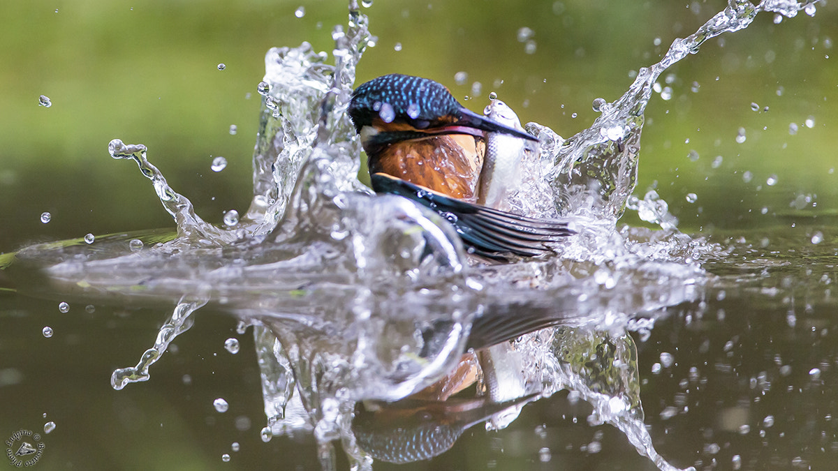 Canon EOS-1D X + Canon EF 600mm f/4L IS sample photo. Martin pescatore oasi gaggio copia photography