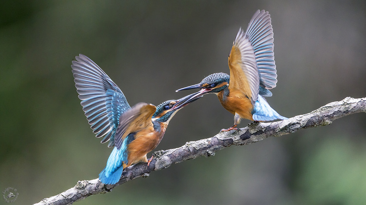 Canon EOS-1D X + Canon EF 600mm f/4L IS sample photo. Martin pescatore oasi di gaggio copia photography