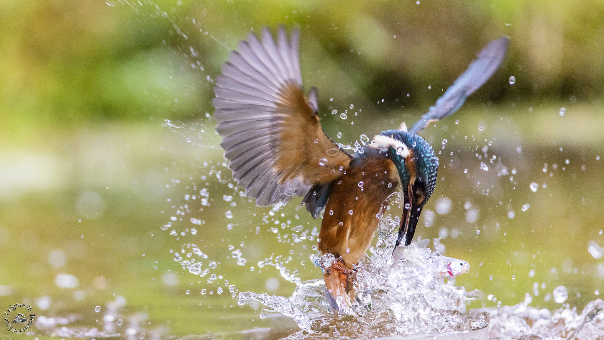 Canon EOS 5DS + Canon EF 600mm f/4L IS sample photo. Martin pescatore oasi gaggio copia photography