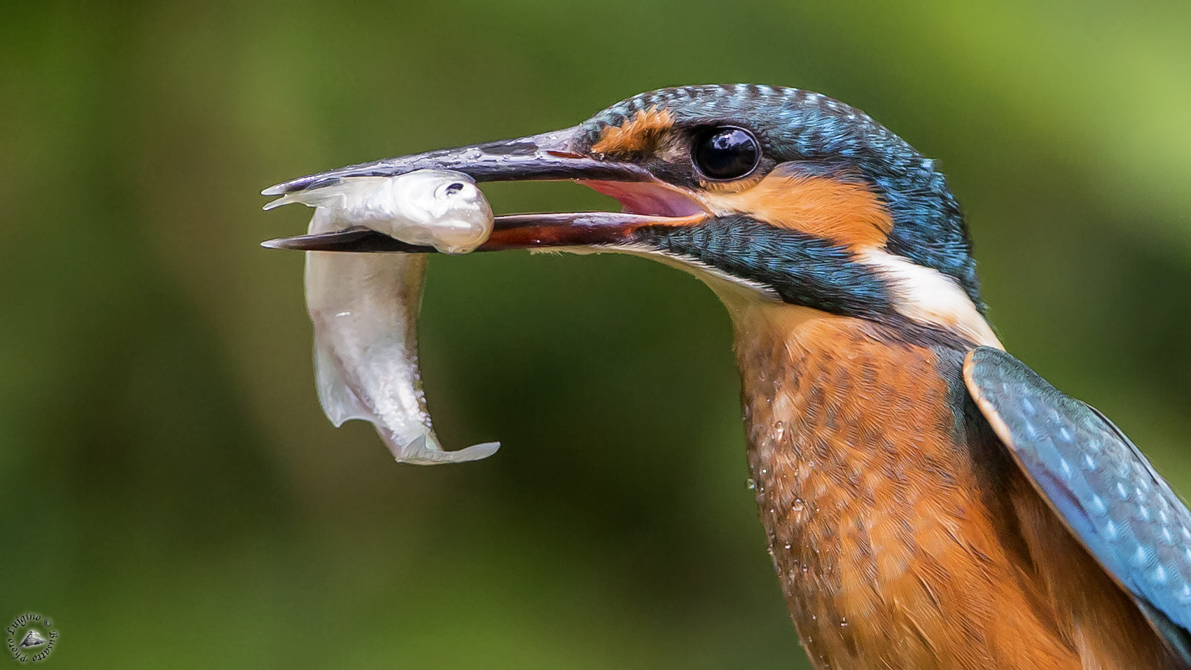 Canon EOS-1D X + Canon EF 600mm f/4L IS sample photo. Martin pescatore oasi cave di gaggio photography