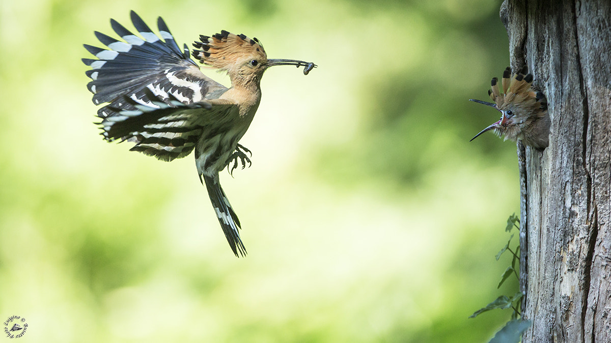 Canon EOS-1D X + Canon EF 600mm f/4L IS sample photo. Upupa copia photography