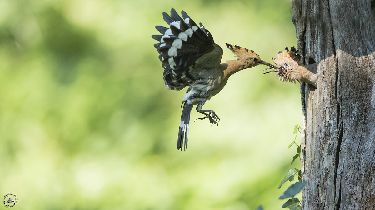 Canon EOS-1D X + Canon EF 600mm f/4L IS sample photo. Upupa copia photography