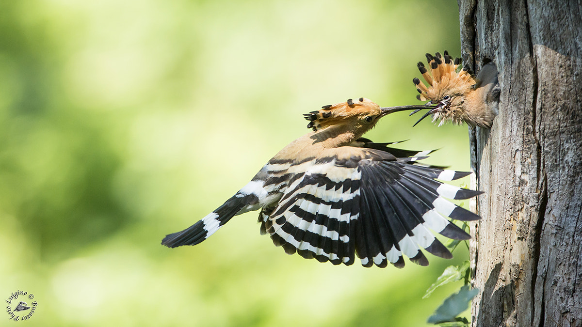 Canon EOS-1D X + Canon EF 600mm f/4L IS sample photo. Upupa copia photography