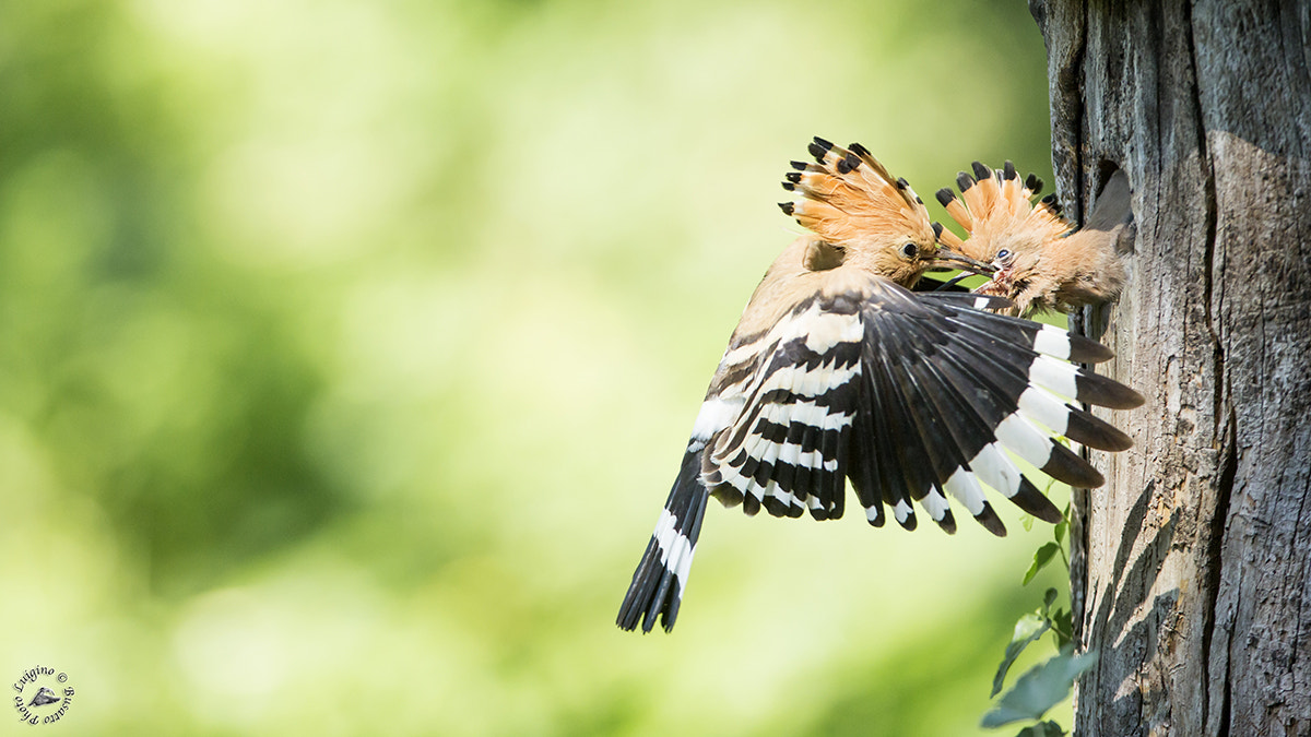 Canon EOS-1D X + Canon EF 600mm f/4L IS sample photo. Upupa copia photography