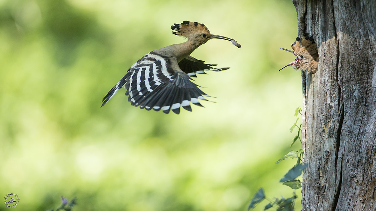 Canon EOS-1D X + Canon EF 600mm f/4L IS sample photo. Upupa copia photography