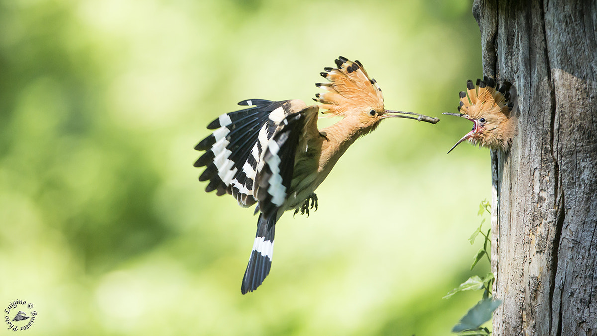 Canon EOS-1D X + Canon EF 600mm f/4L IS sample photo. Upupa copia photography