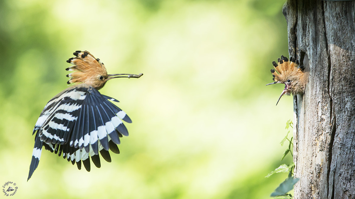 Canon EOS-1D X + Canon EF 600mm f/4L IS sample photo. Upupa copia photography