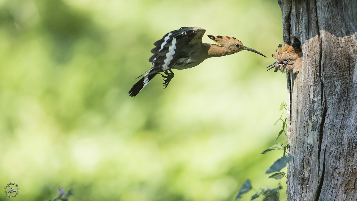 Canon EOS-1D X + Canon EF 600mm f/4L IS sample photo. Upupa copia photography