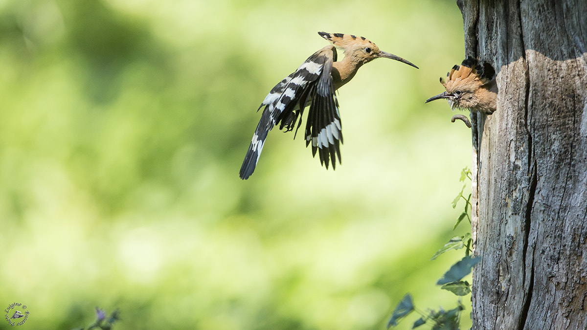 Canon EF 600mm f/4L IS sample photo. Upupa copia photography