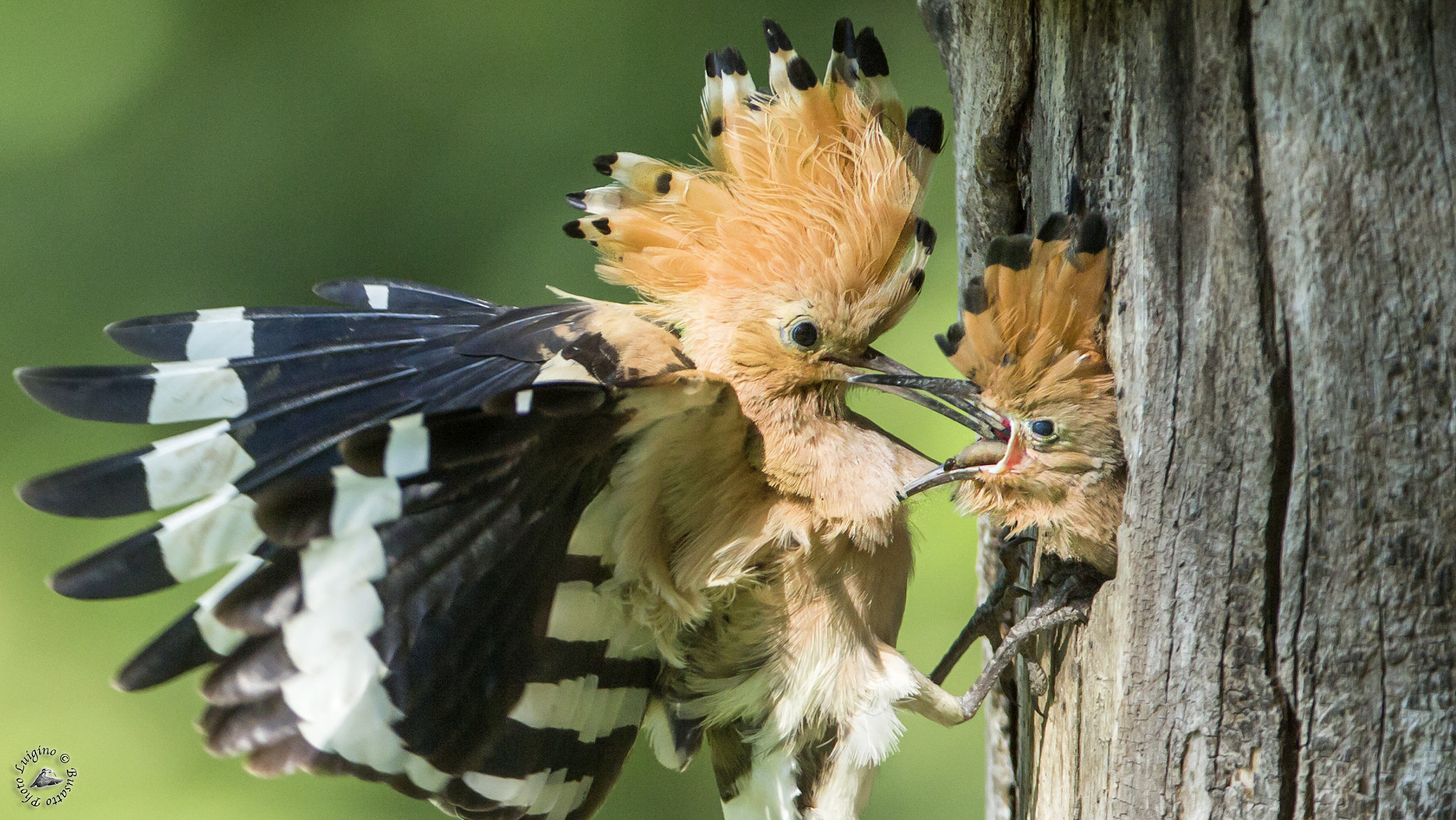 Canon EOS-1D X + Canon EF 600mm f/4L IS sample photo. Upupa photography