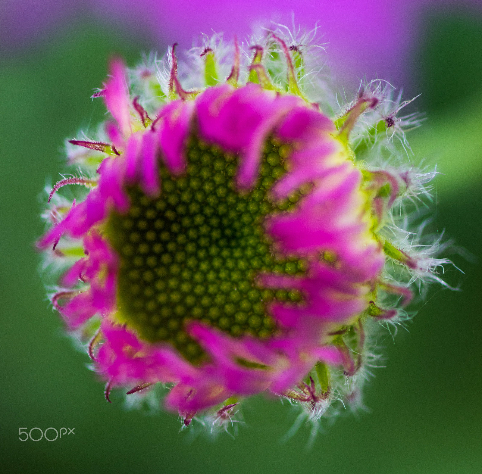 Canon EOS 7D Mark II + Tamron SP AF 90mm F2.8 Di Macro sample photo. First summer daisy photography