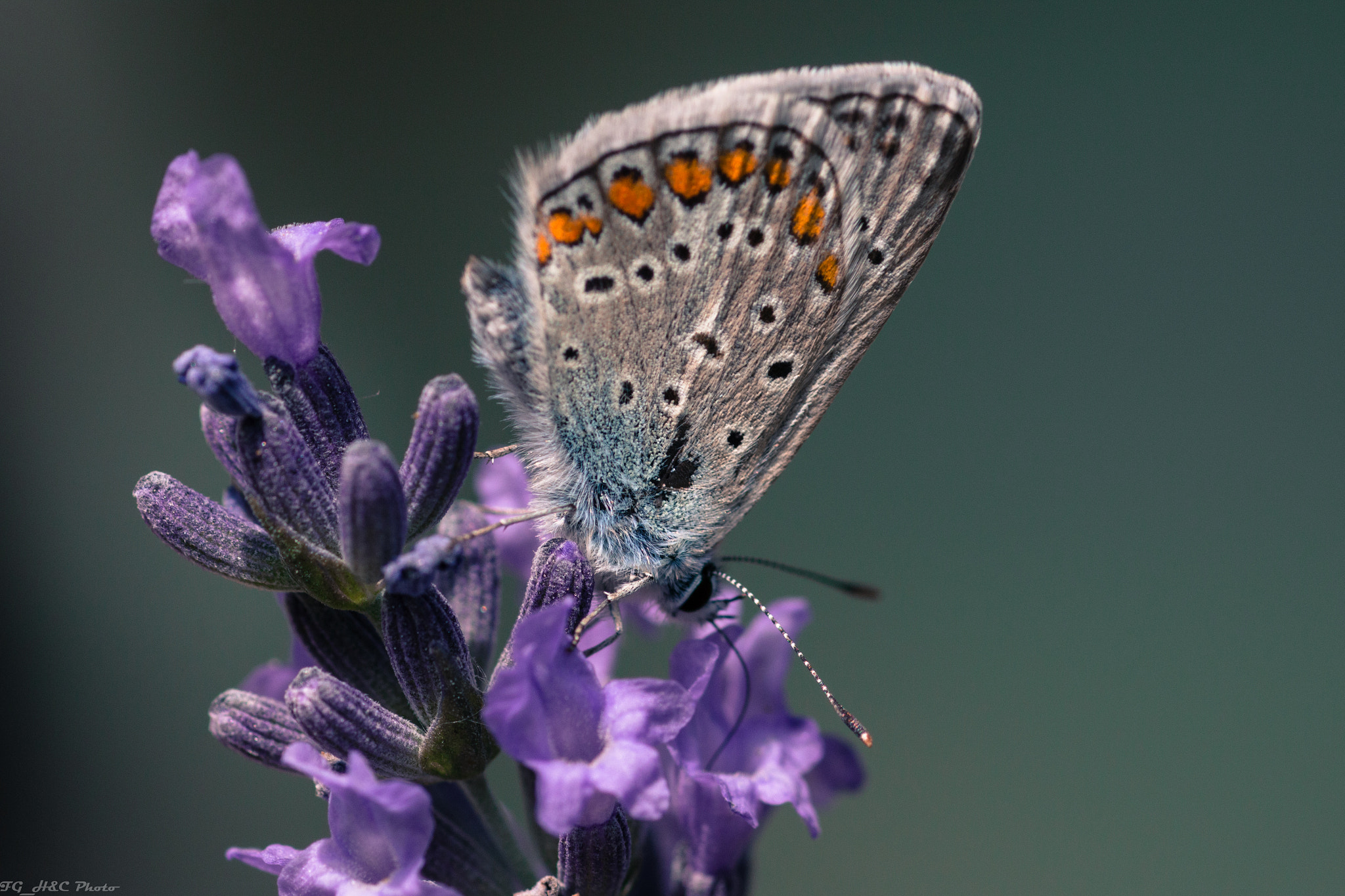 Canon EOS 70D + Canon EF 100mm F2.8 Macro USM sample photo. Butterfly photography