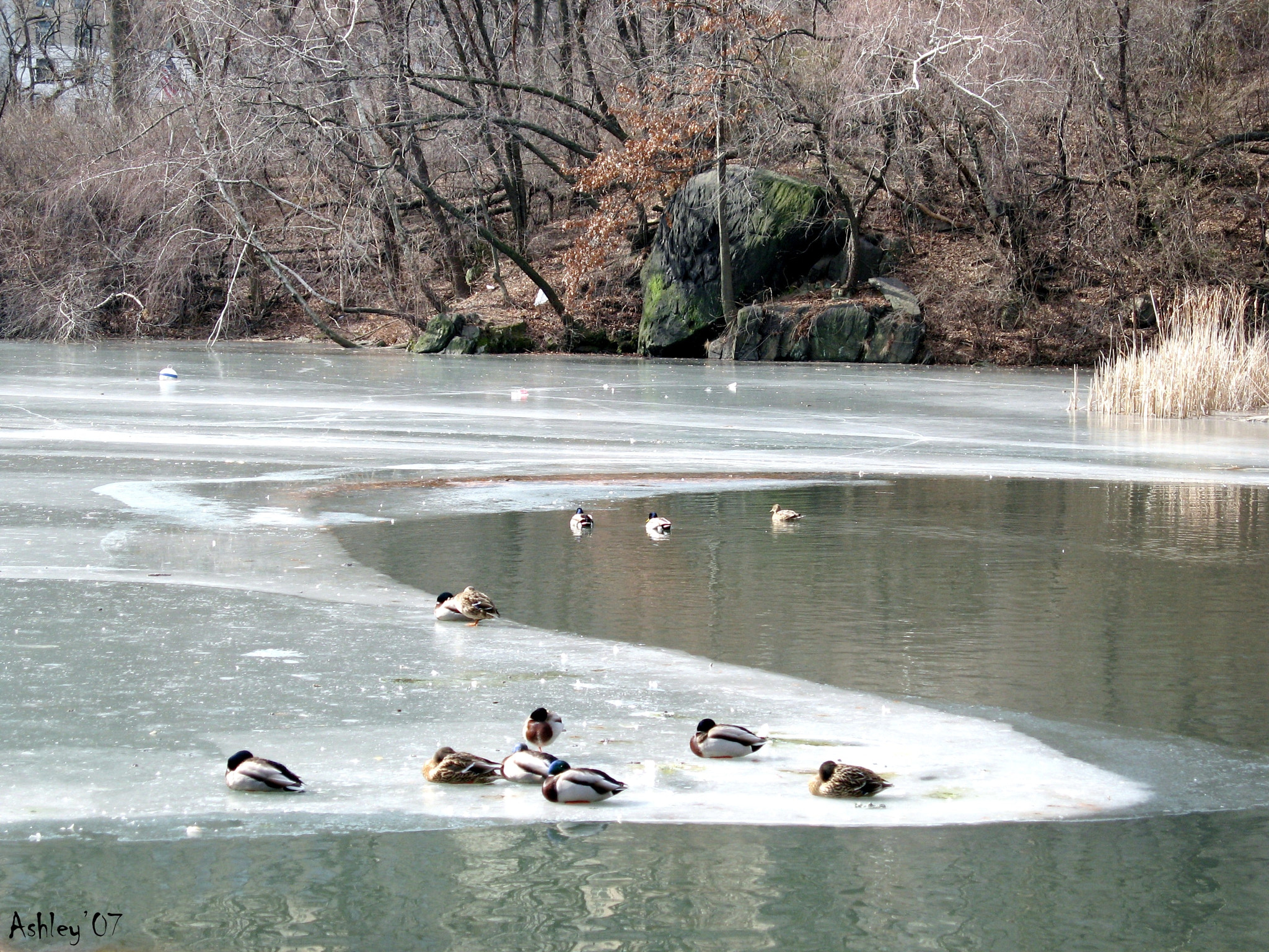Canon POWERSHOT SD550 sample photo. Winter in central park, nyc photography