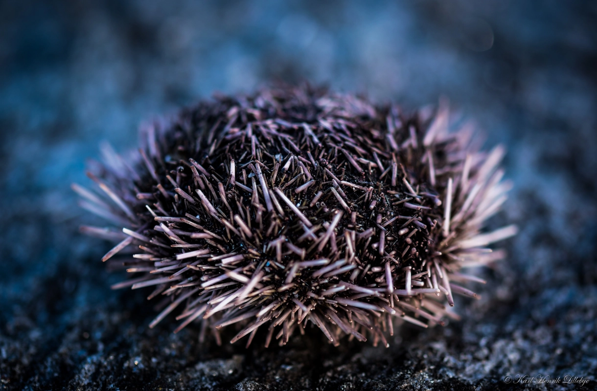 Sigma 105mm F2.8 EX DG OS HSM sample photo. Sea urchin photography