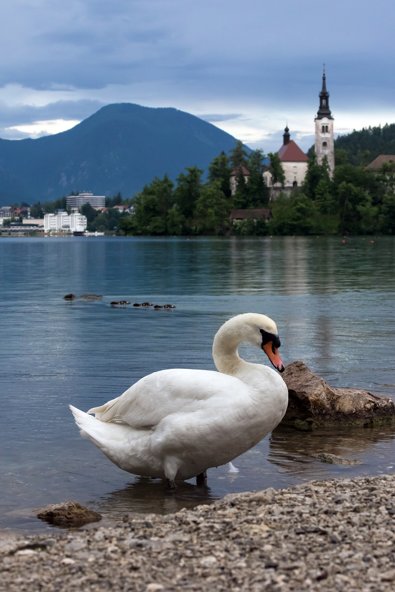 Canon EOS 7D Mark II + Sigma 50-500mm F4.5-6.3 DG OS HSM sample photo. White swan on the bled lake, slovenia photography