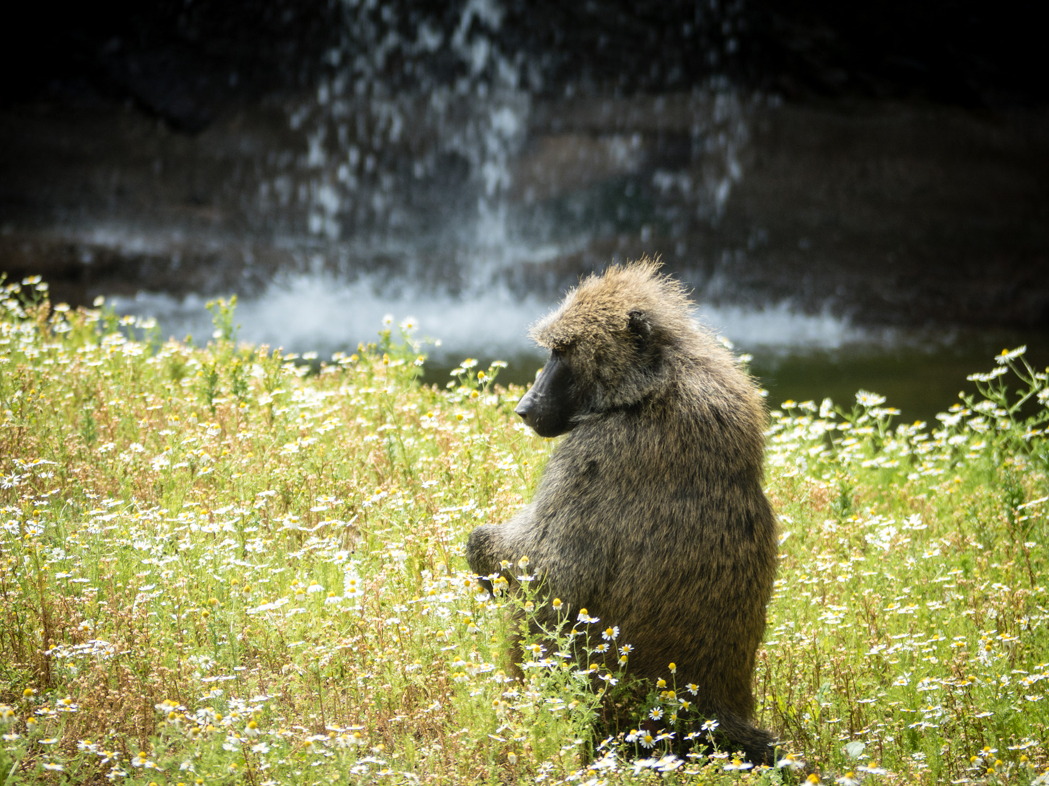 Olympus OM-D E-M5 II + Panasonic Lumix G Vario 45-200mm F4-5.6 OIS sample photo. Chilling like a monkey photography