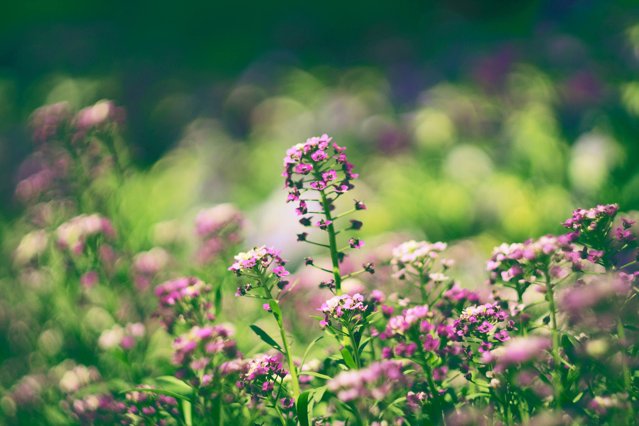 Canon EF 28-80mm f/3.5-5.6 sample photo. Georgian flowers photography